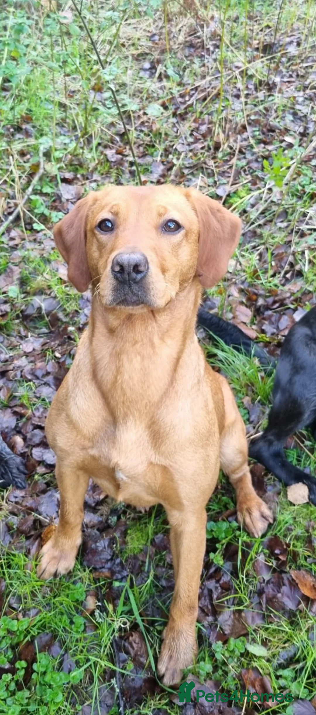 Labrador Retriever dogs for sale: KC Registered Fox Red Labrador Pups - Advert 1
