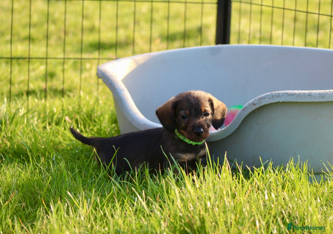 Miniature Dachshund dogs for sale: Wirehaired Teckel puppies READY NOW  - Advert 5
