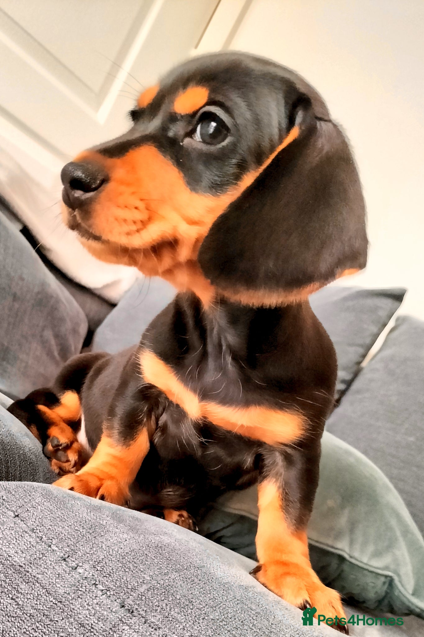 Miniature Dachshund dogs Beautiful miniature dachshunds ready now 😊 - Advert 3