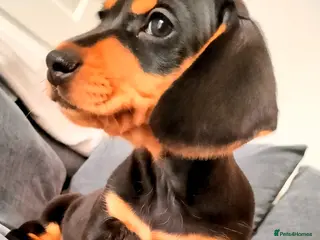 Miniature Dachshund dogs Beautiful miniature dachshunds ready now 😊 - Advert 3