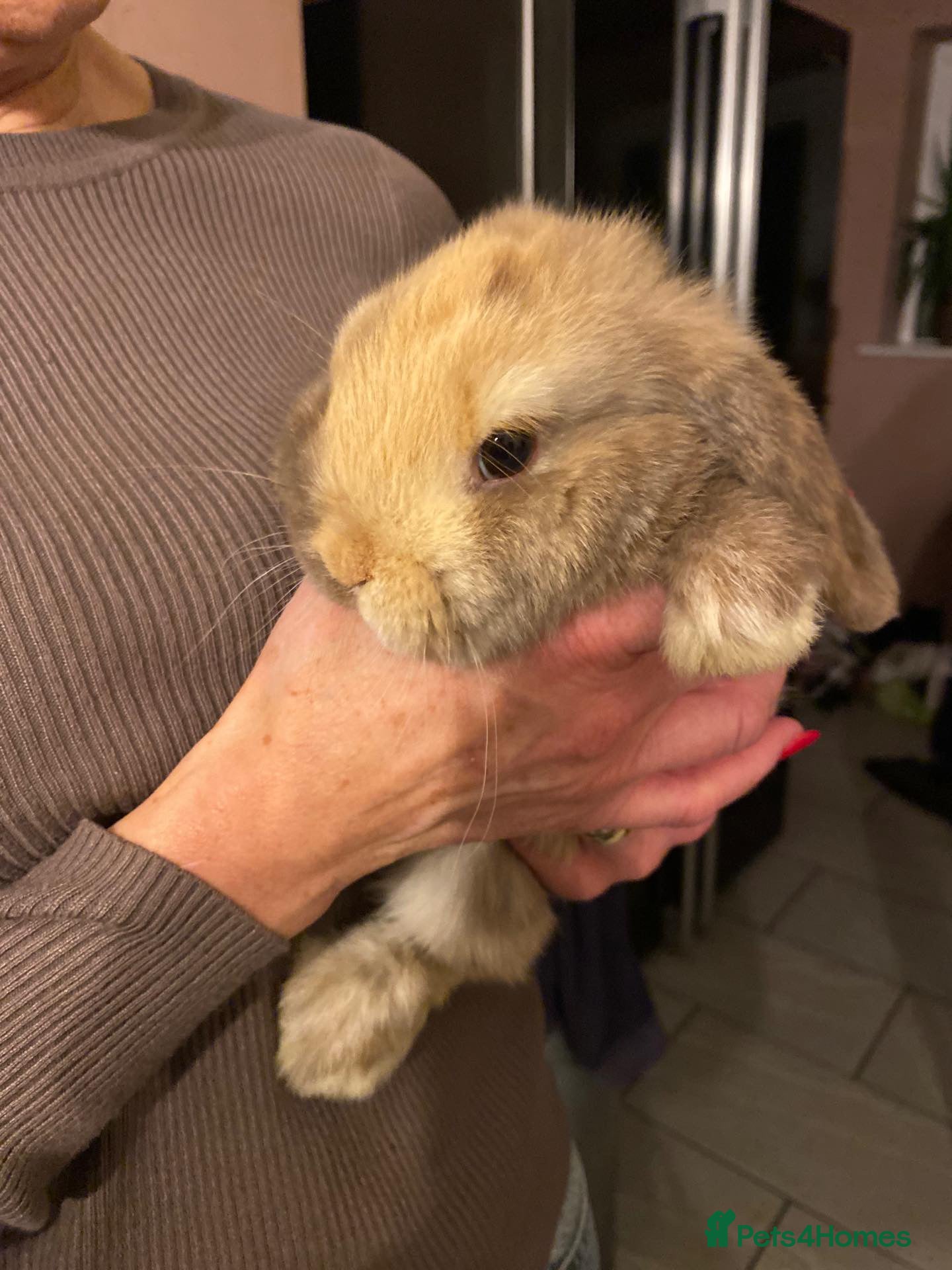 Mini Lop rabbits 2 harli mini lops males 10 weeks - Advert 3