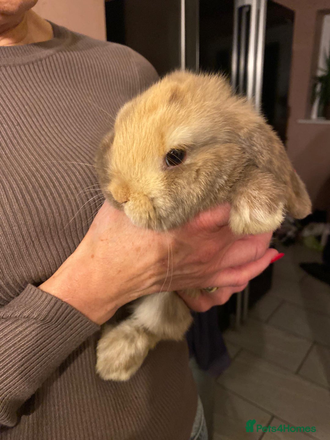 Mini Lop rabbits for sale: 2 harli mini lops males 10 weeks - Advert 1