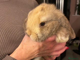 Mini Lop rabbits 2 harli mini lops males 10 weeks - Advert 1
