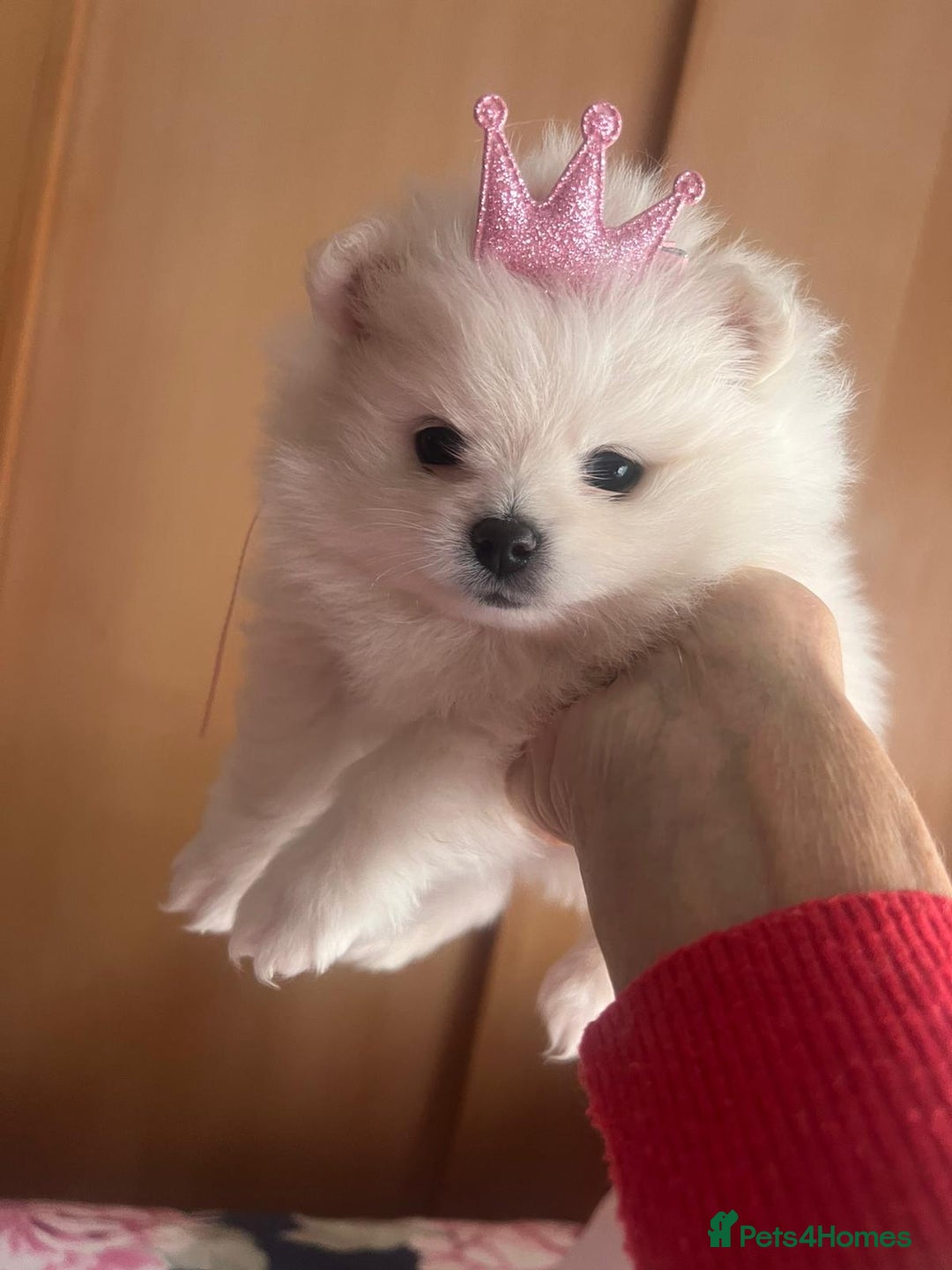 Pomeranian dogs for sale: Beautiful ** Pomeranian puppies  - Advert 7