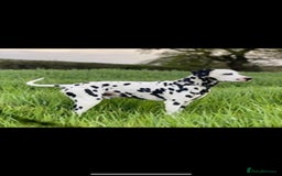 Dalmatian dogs for sale: Beautiful Dalmatian Puppies - Image 10