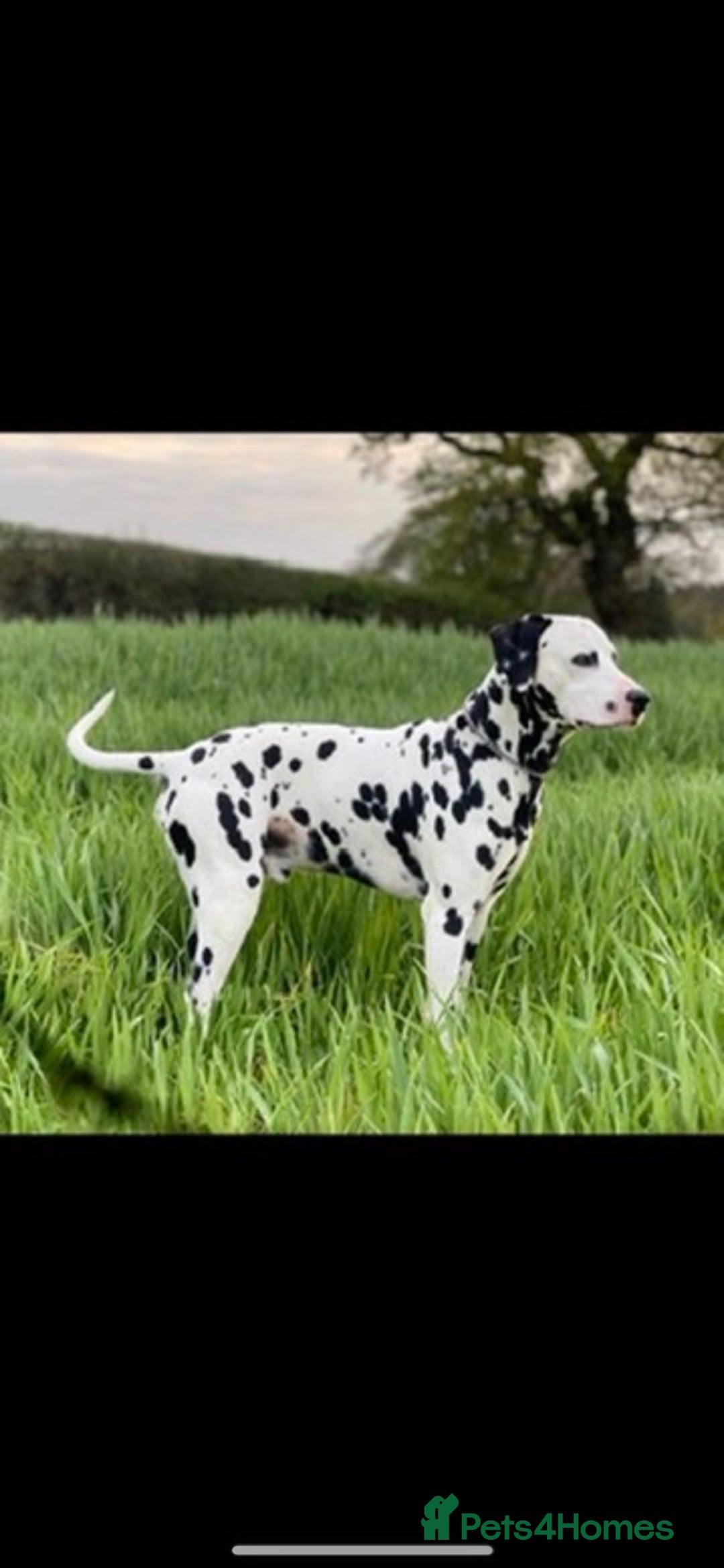 Dalmatian dogs for sale: Beautiful Dalmatian Puppies - Image 10