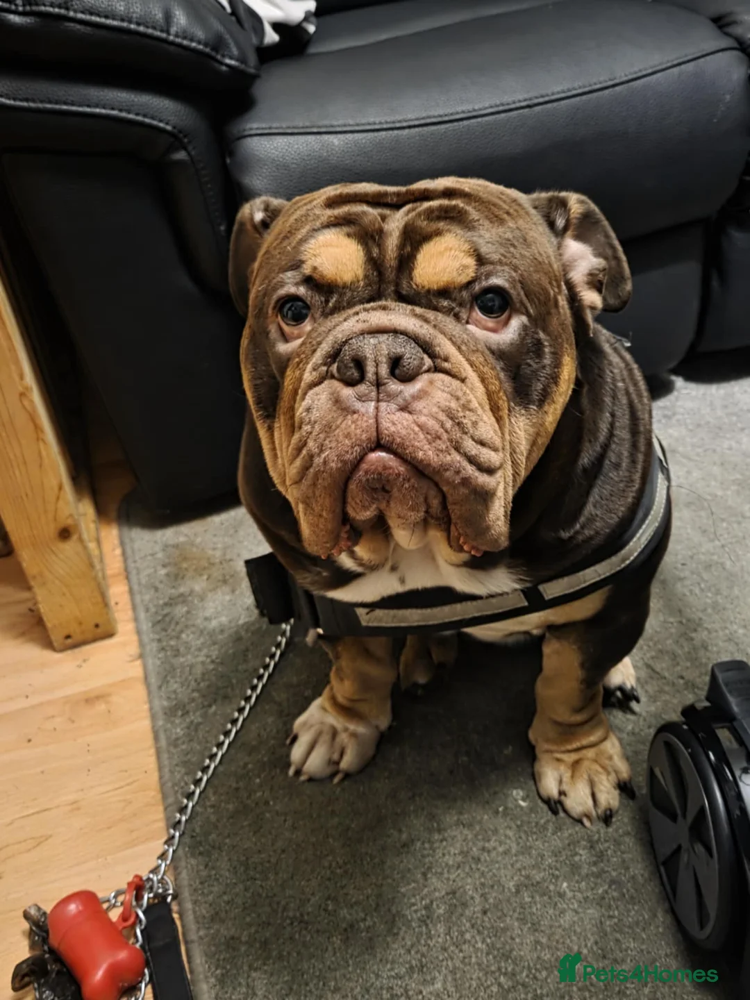 English Bulldog dogs for stud: Bulldog Stud - Advert 2