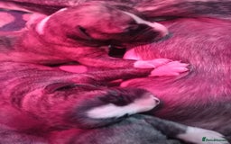 Whippet dogs for sale: Top Class Whippet Puppies bred from Champions - Image 20
