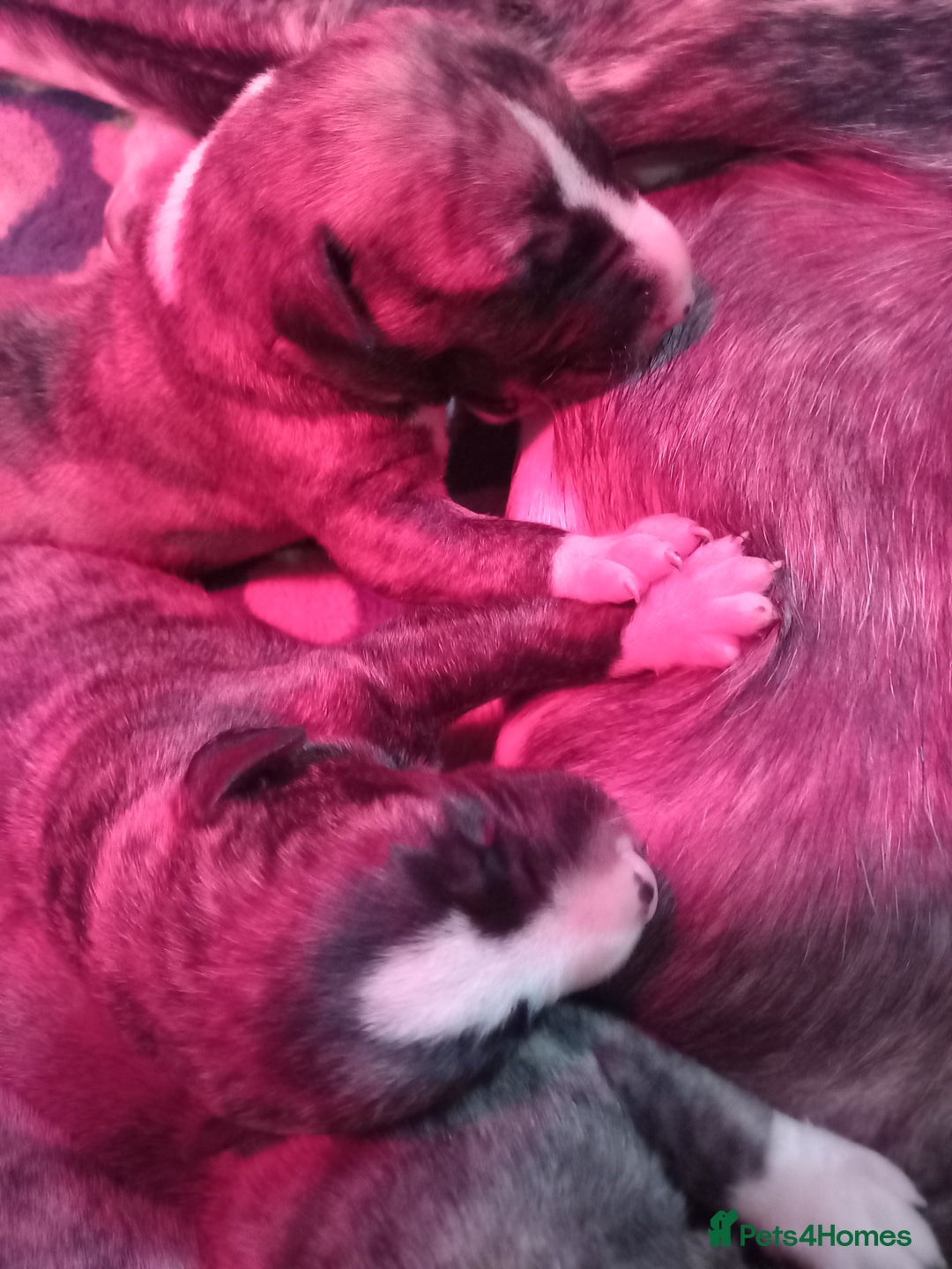 Whippet dogs for sale: Top Class Whippet Puppies bred from Champions - Image 20