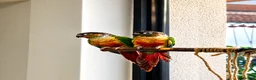 Conures birds for sale: PAIR OF GREEN CHEEK CONURES ❤️🦜 in Wembley - Advert 5