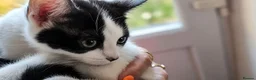 Mixed Breed cats for sale: Beautiful 11-Week-Old Kittens  - Advert 4