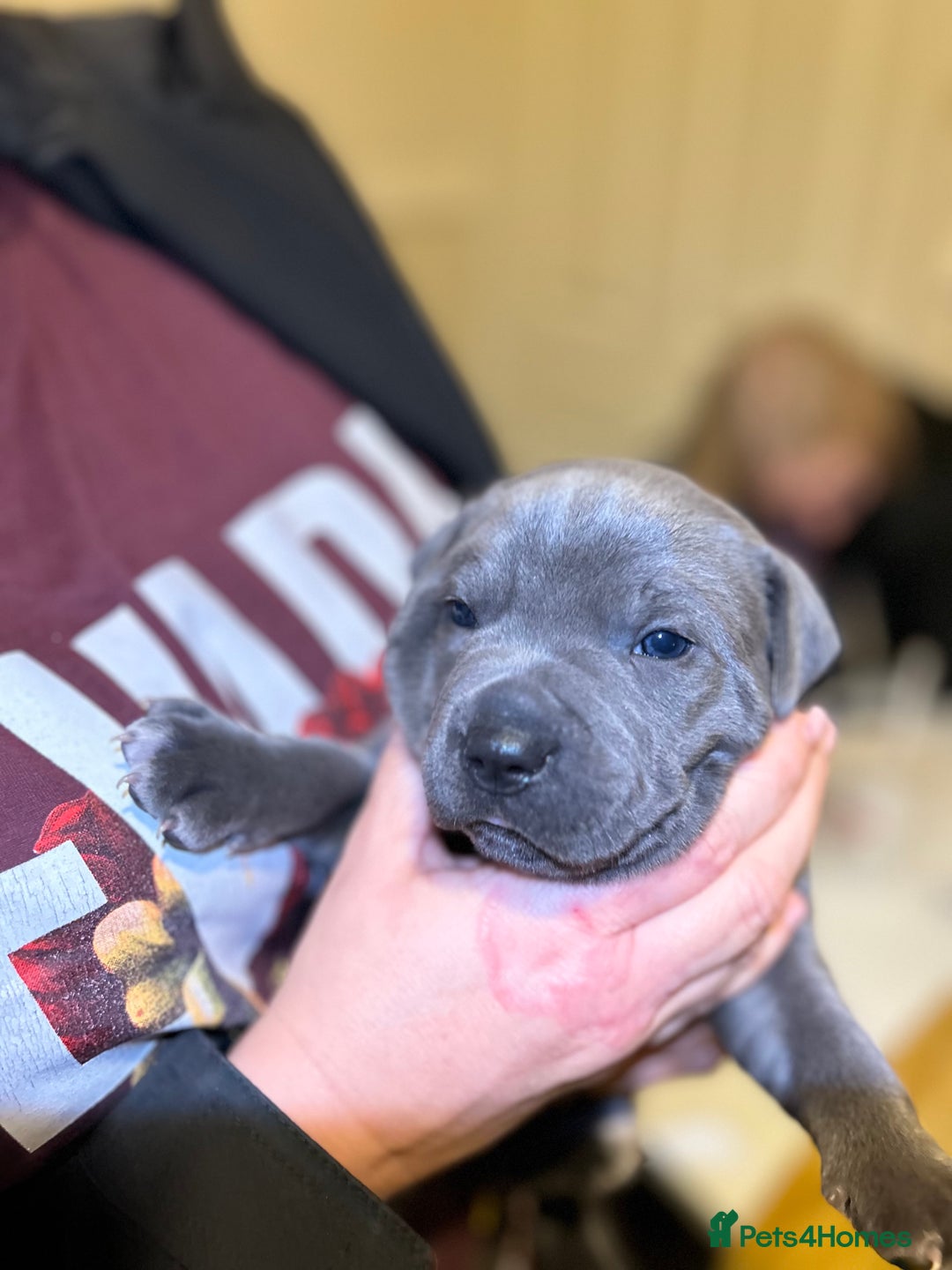 Staffordshire Bull Terrier dogs for sale: Blue Staffordshire bull terrier’s  - Advert 7