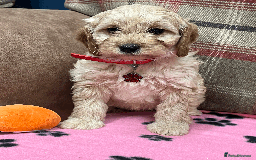 Cavapoochon dogs for sale: Cavapoochon puppies ready for new forever home💕 - Advert 23