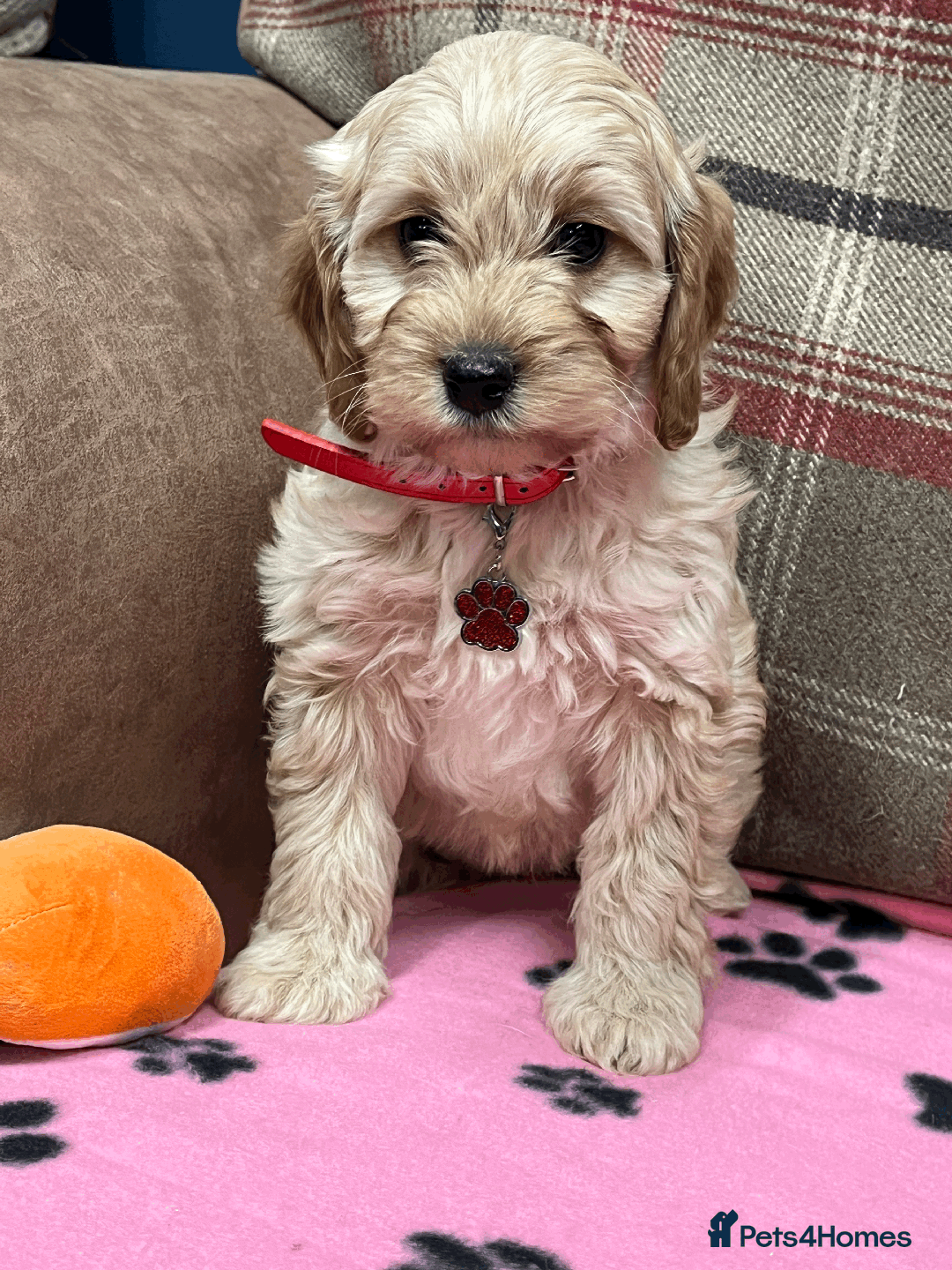 Cavapoochon dogs for sale: Cavapoochon puppies ready for new forever home💕 - Advert 23