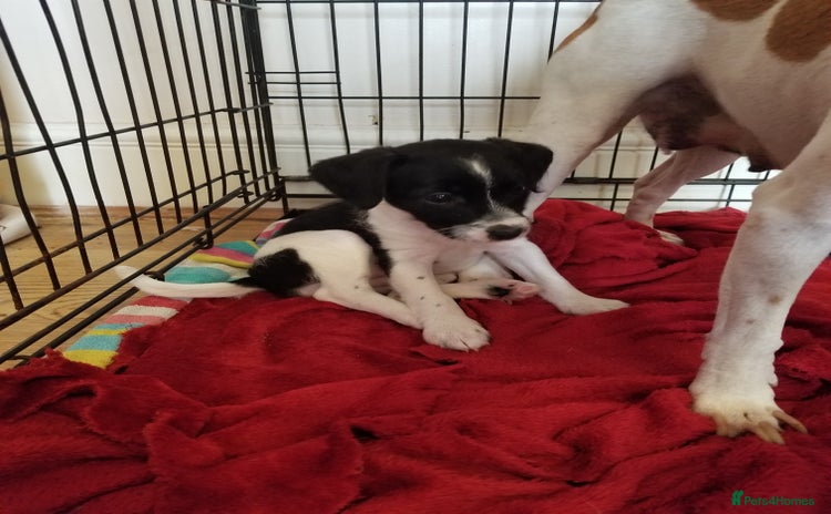 Jackapoo dogs - Advert 1