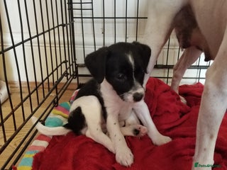 Jackapoo dogs - Advert 4