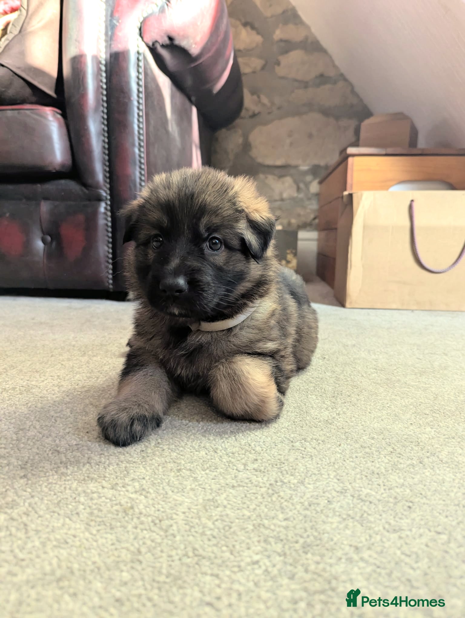 German Shepherd dogs Exceptional KC Health tested L/C Puppies  - Advert 16