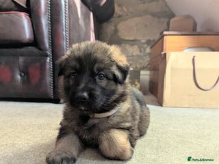 German Shepherd dogs Exceptional KC Health tested L/C Puppies - Advert 16
