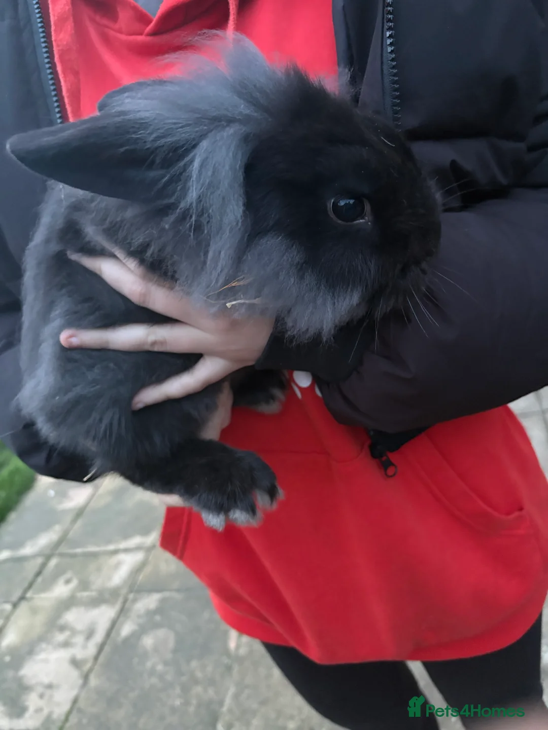 Mixed Breed rabbits for sale: Lionhead cross Holland lop - Advert 2