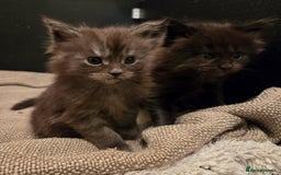 Maine Coon cats for sale: GCCF Maine Coon kittens  - Advert 16