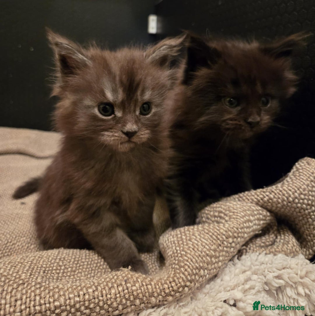 Maine Coon cats for sale: GCCF Maine Coon kittens  - Advert 16