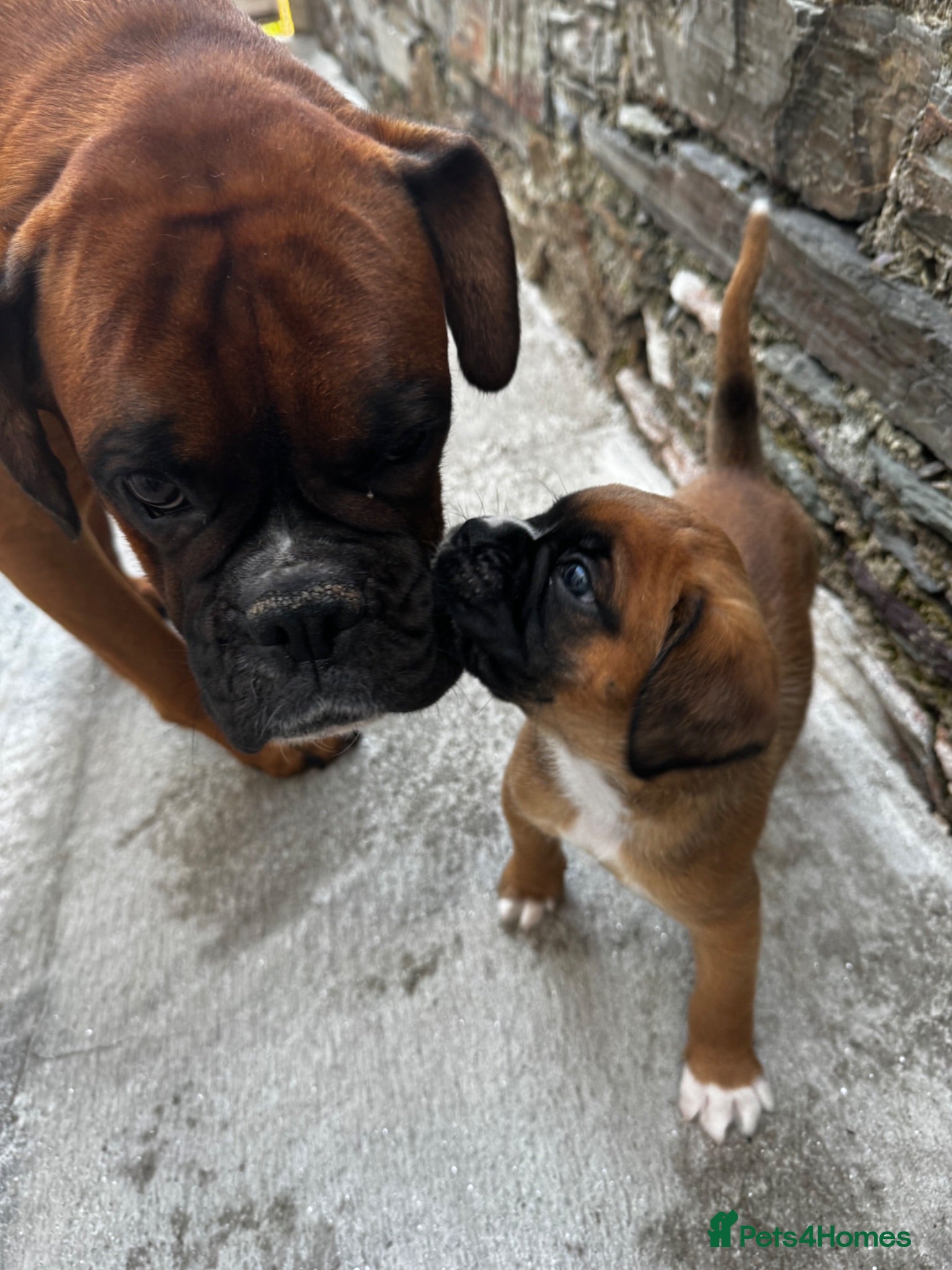 Boxer dogs charthaihen boxers - Advert 15