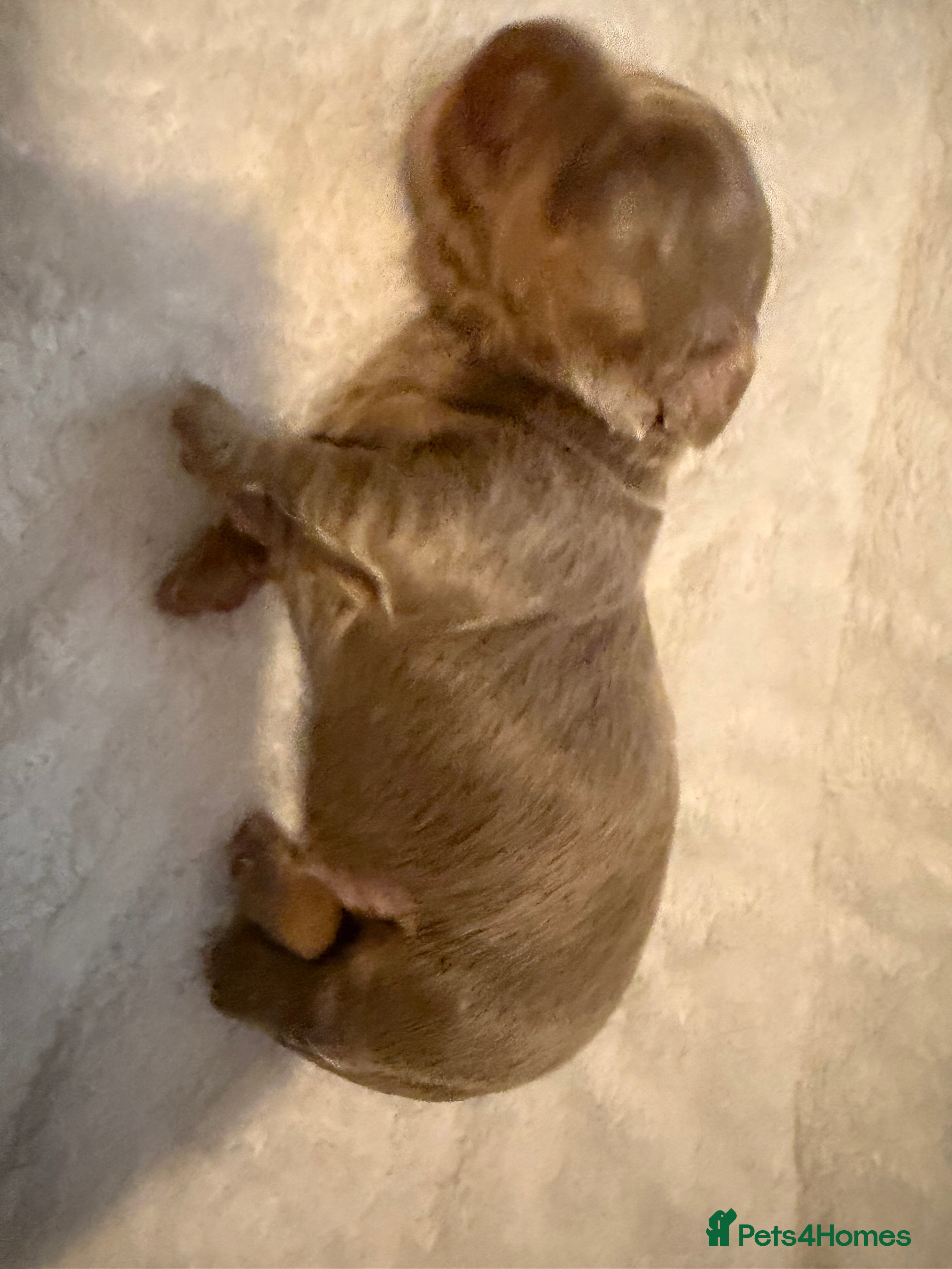 Miniature Dachshund dogs Long haired miniature dachshund x3 male - Advert 2