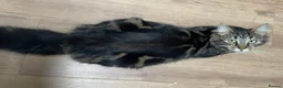 Mixed Breed cats for sale: 3 Black kittens & 1 Tabby female  - Advert 16