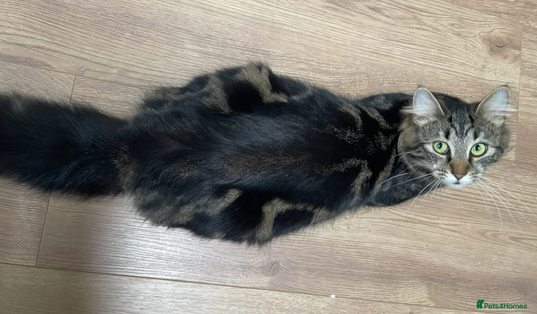 Mixed Breed cats for sale: 3 Black kittens & 1 Tabby female  - Advert 16