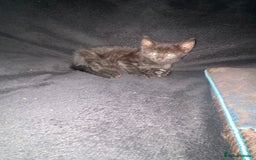 Bombay cats for sale: kitten for sale - Image 6
