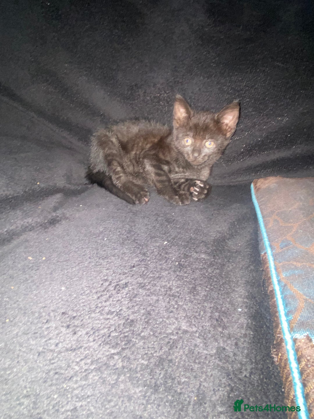 Bombay cats for sale: kitten for sale - Image 6