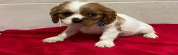 Cavalier King Charles Spaniel dogs for sale: Pedigree Cavalier King Charles puppies - Advert 6