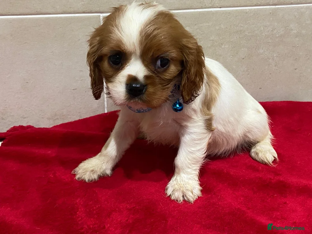 Cavalier King Charles Spaniel dogs for sale: Pedigree Cavalier King Charles puppies - Advert 6