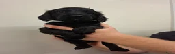 Cocker Spaniel dogs for sale: Black cocker spaniel puppies  - Advert 15