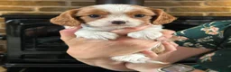 Cavalier King Charles Spaniel dogs for sale: Fully Health Tested Blenheim CKCS Puppies - Advert 30