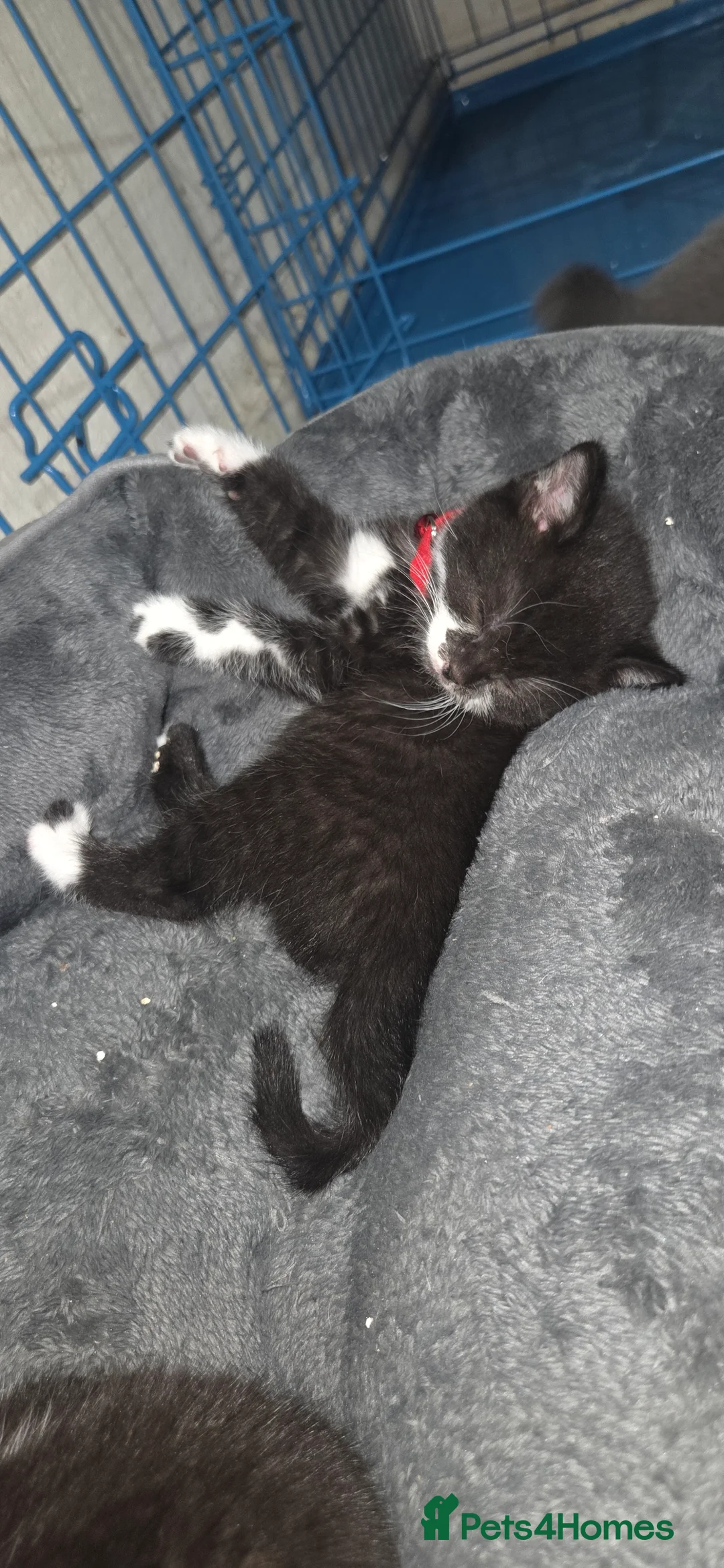 British Shorthair cats for sale: British Short Hair  - Advert 23