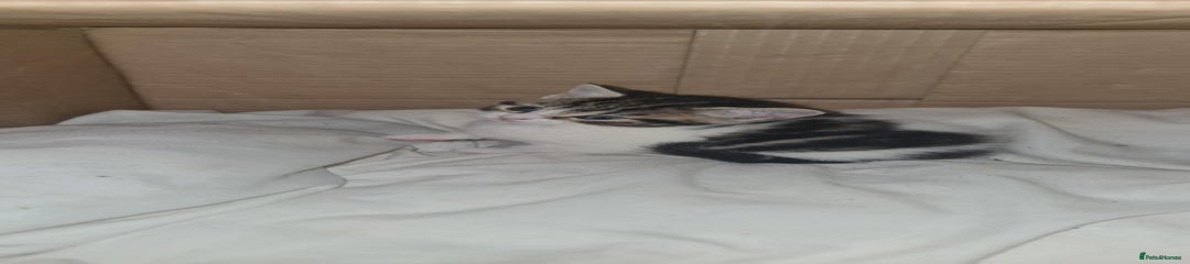 Mixed Breed Kitten 3