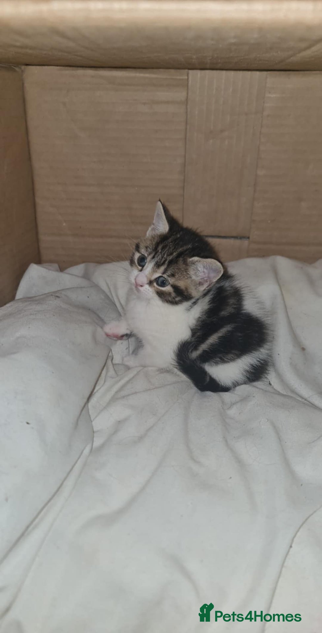 Mixed Breed cats for sale: 4 kittens looking for forever homes - Advert 3