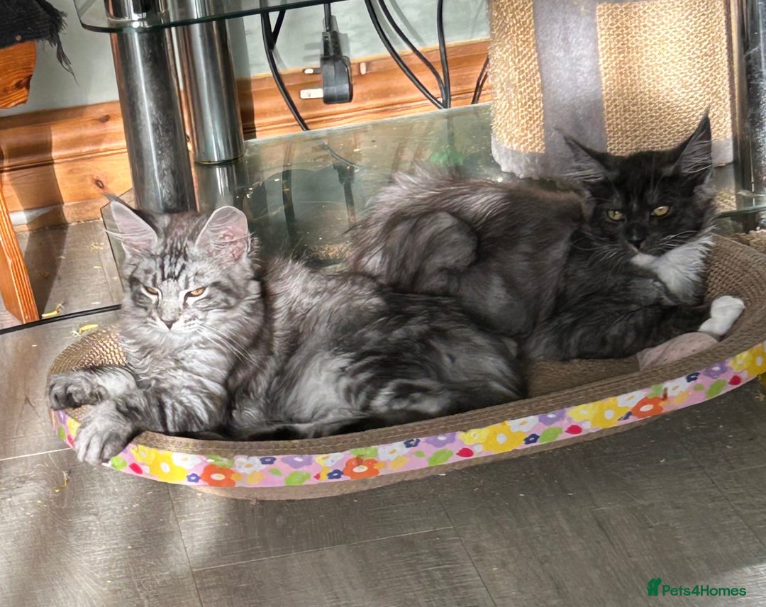 Maine Coon cats for sale: 2 LEFT! Tica registered non active mainecoons - Image 26