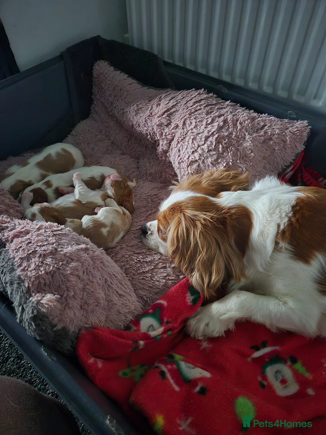 Cavalier King Charles Spaniel dogs for sale: Beautiful KC cavalier king Charles puppys in Sutton-in-Ashfield - Advert 1