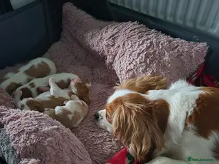 Cavalier King Charles Spaniel dogs Beautiful KC cavalier king Charles puppys - Advert 1