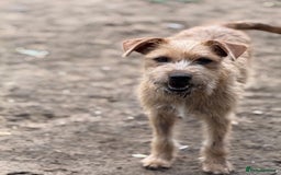 Mixed Breed dogs for adoption: Sweet Sunny Needs LOVE - Image 2