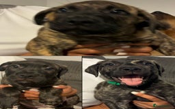 Mixed Breed dogs for sale: Beautiful Presa Mix Pups  - Image 2