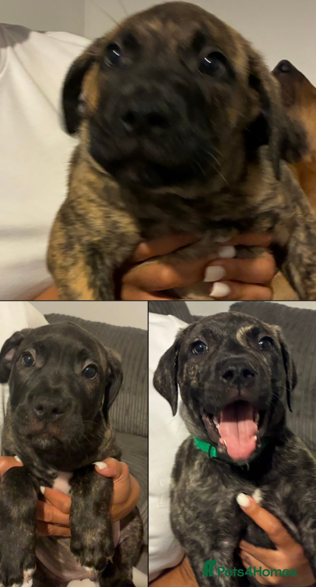 Mixed Breed dogs for sale: Beautiful Presa Mix Pups  - Image 2