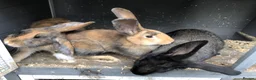 Continental Giant rabbits for sale: Continental Giant Buck Vaccinated Rabbit  - Advert 6