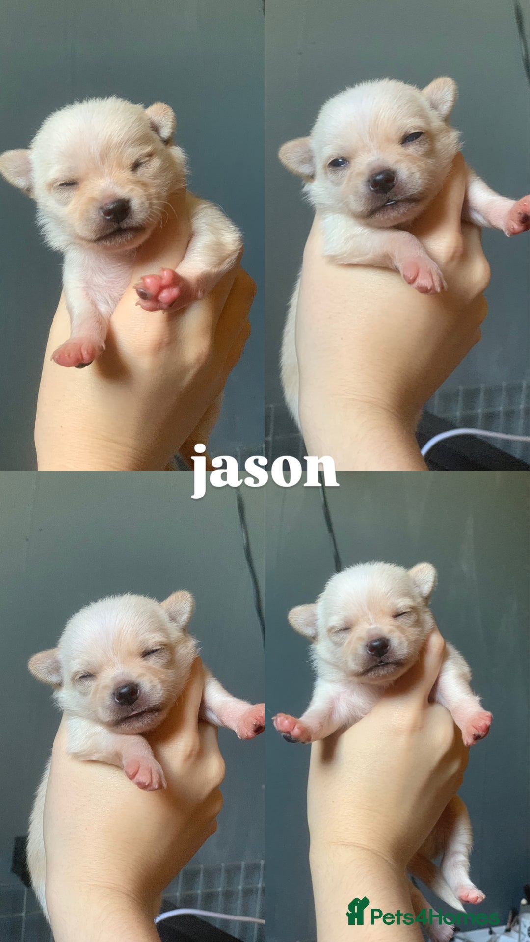 Pomchi dogs for sale: 🐾MALE POMCHI PUPPIES🐾 - Advert 9