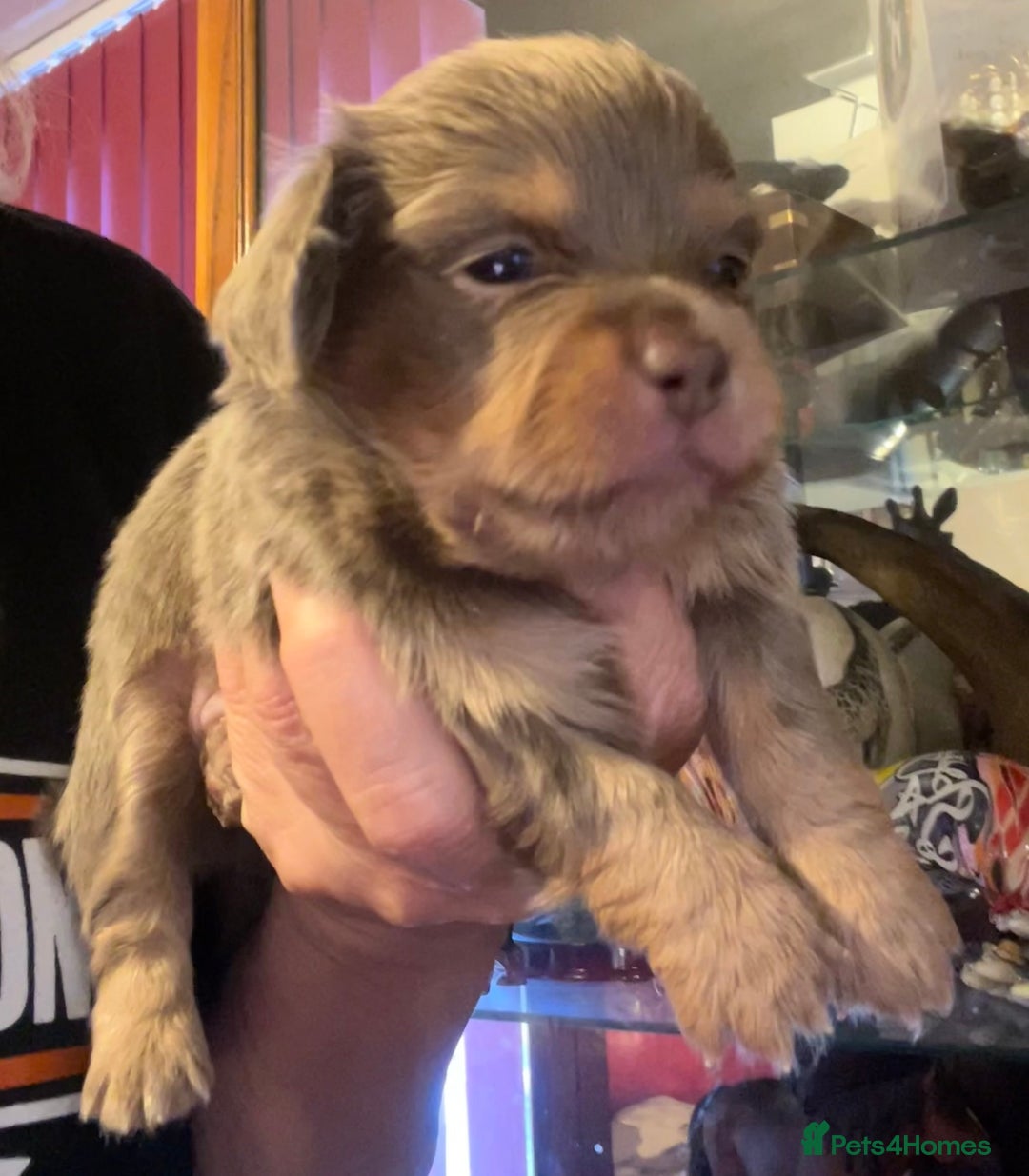 Miniature Dachshund dogs for sale: Stunning full pedigree Miniature Dachshunds  - Image 10