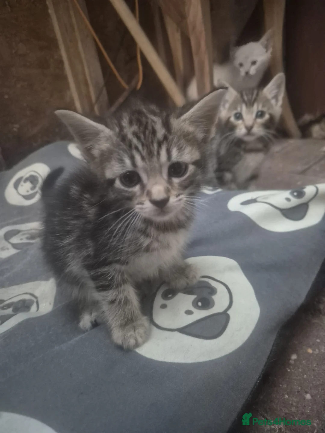 Savannah cats for sale: Savannah x kittens - Advert 2