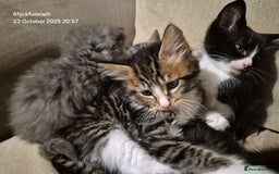 Mixed Breed cats for sale: Six beautiful and playful kittens ready Sunday! - Image 2