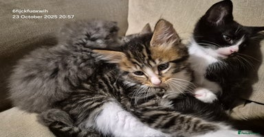 Mixed Breed cats - Advert 13